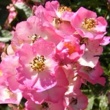 Rózsaszín - fehér - parkrózsa - diszkrét illatú rózsa - -- - Rosa Puccini - Online rózsa rendelés