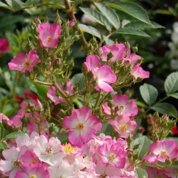 Rosa Puccini - rózsaszín - fehér - parkrózsa