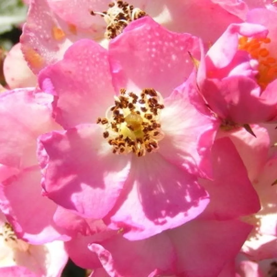 Louis Lens - Róża - Puccini - sadzonki róż sklep internetowy - online