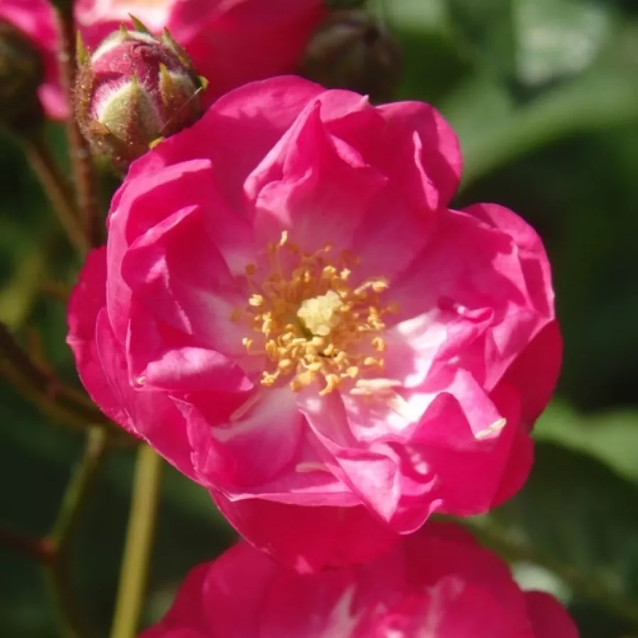 Róża o dyskretnym zapachu - Róża - Sibelius - sadzonki róż sklep internetowy - online