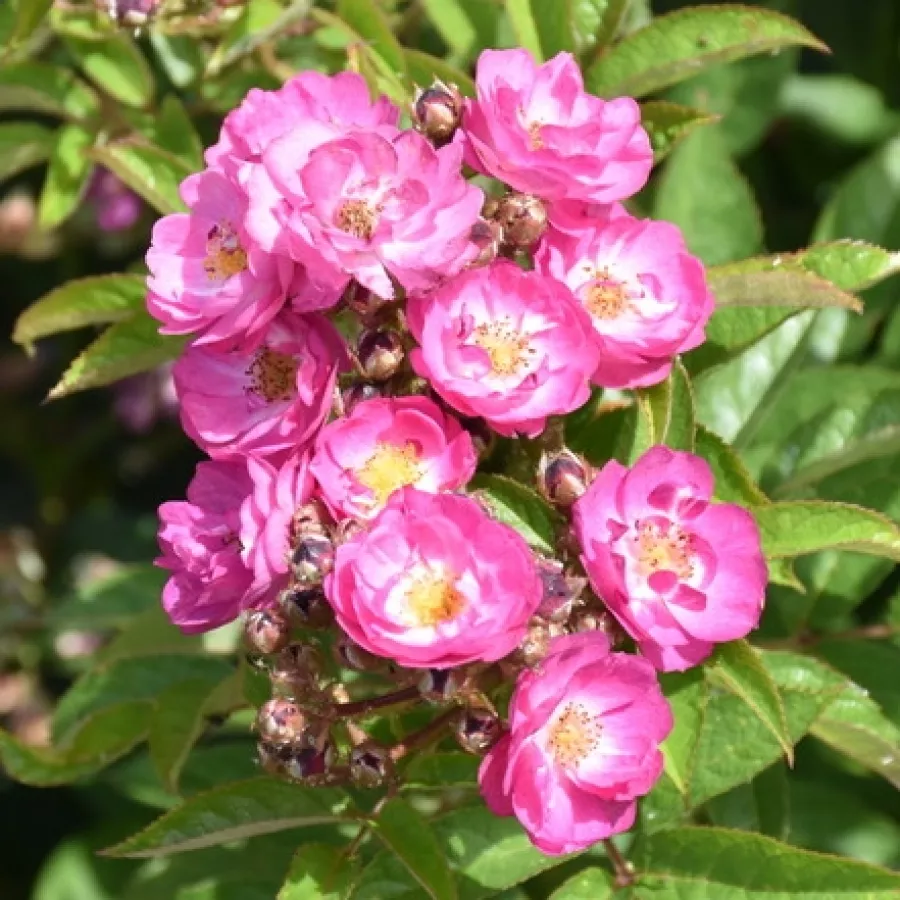 Róża parkowa - Róża - Sibelius - sadzonki róż sklep internetowy - online