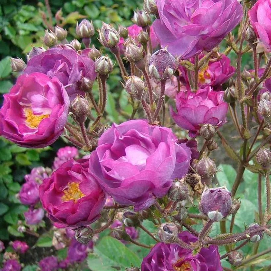Rosa de fragancia discreta - Rosa - Sibelius - comprar rosales online