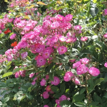 Rózsaszín - parkrózsa - diszkrét illatú rózsa - -