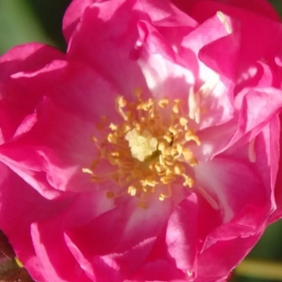 LENbar - Roza - Sibelius - vrtnice - proizvodnja in spletna prodaja sadik
