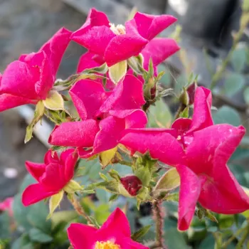 Die Blütenblätter sind leuchtend klares Scharlachrot. Selbst im Sonnenlicht bleibt ihr Farbton intensiv erhalten. - parkrose - sehr schwache, kaum wahrnehmbare duftrose - duftbeschreibung nicht verfügbar