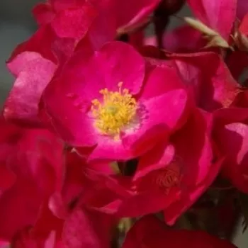 Rosenbestellung online - rot - sehr schwache, kaum wahrnehmbare duftrose - Vif Eclat - parkrose - (60-100 cm)