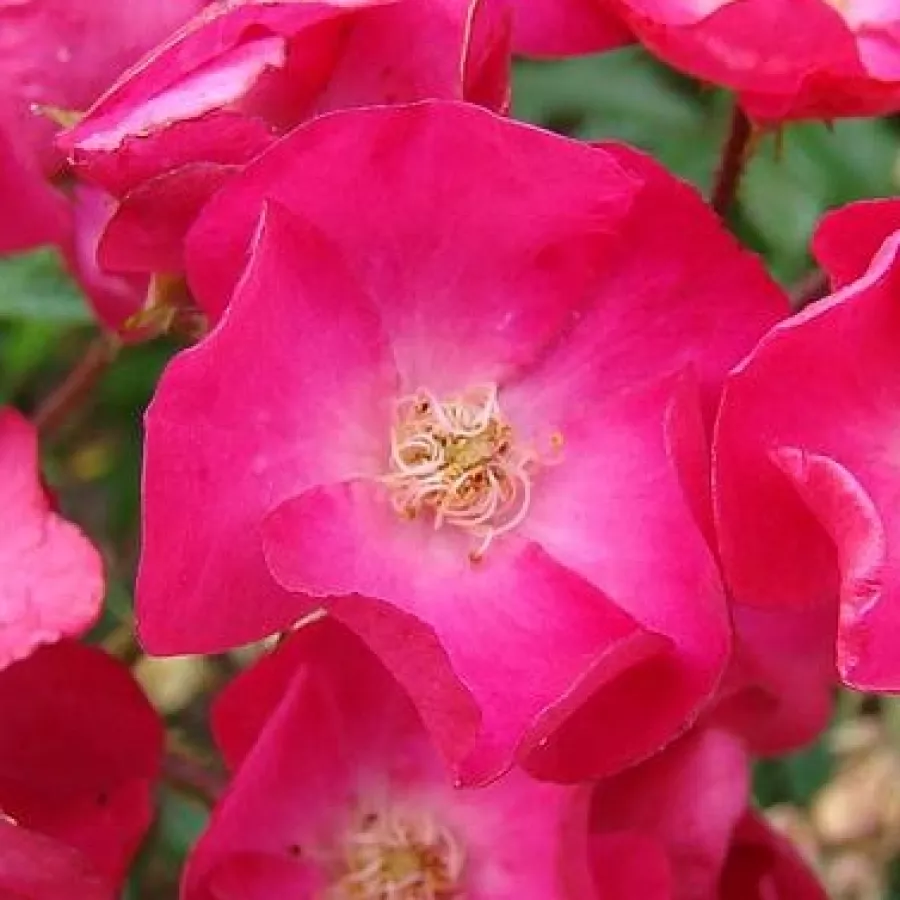 Jarko crvena - Ruža - Vif Eclat - naručivanje i isporuka ruža