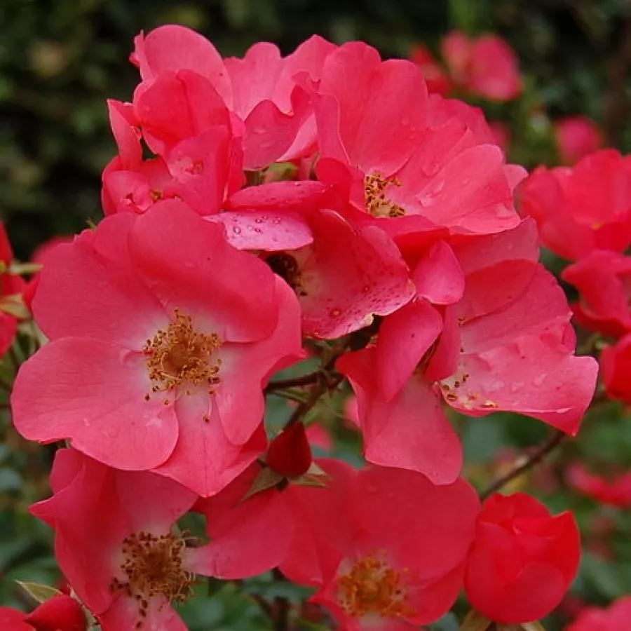 Strauchrose - Rosen - Vif Eclat - rosen online kaufen