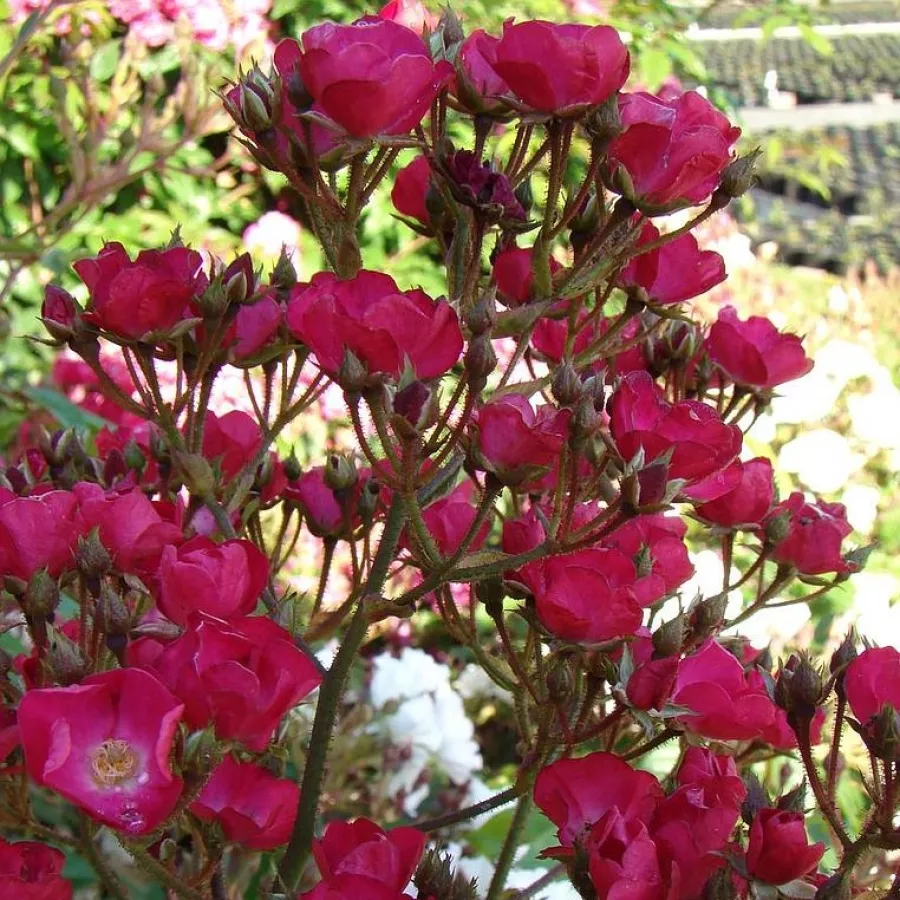 Płaski - Róża - Vif Eclat - sadzonki róż sklep internetowy - online