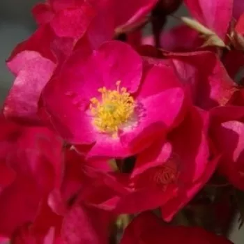Online rózsa kertészet - vörös - parkrózsa - nem illatos rózsa - Vif Eclat - (60-80 cm)
