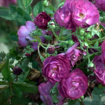 VIOLET HOOD – bíborlila parkrózsa - Lens