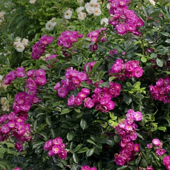 Sötét bíbor árnyalatú, levendulás tónusú lila. - parkrózsa - illattalan rózsa - nincs érezhető aroma