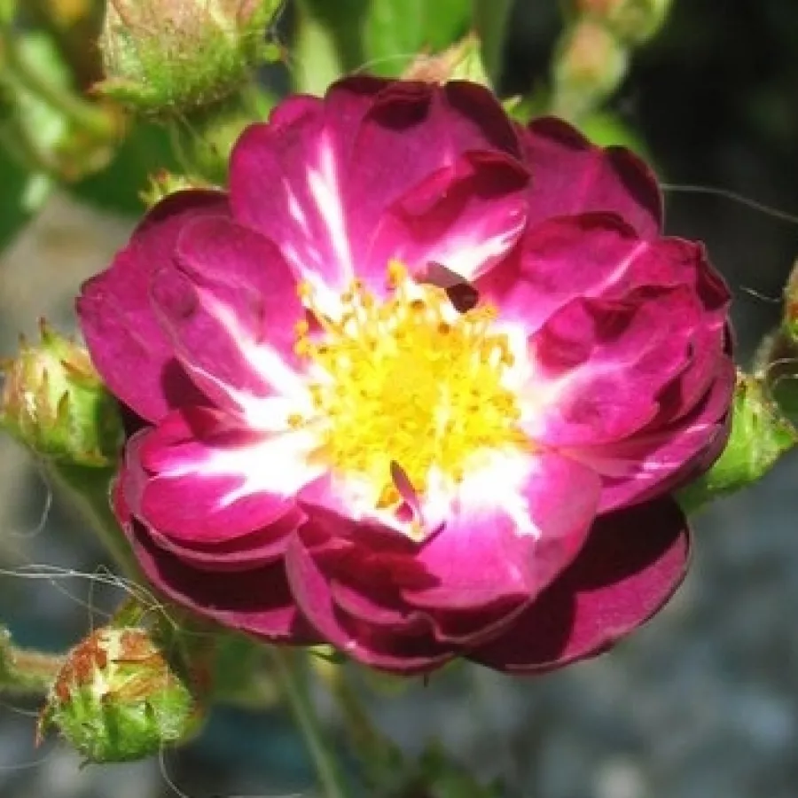 Fioletowy - Róża - Violet Hood - róże sklep internetowy