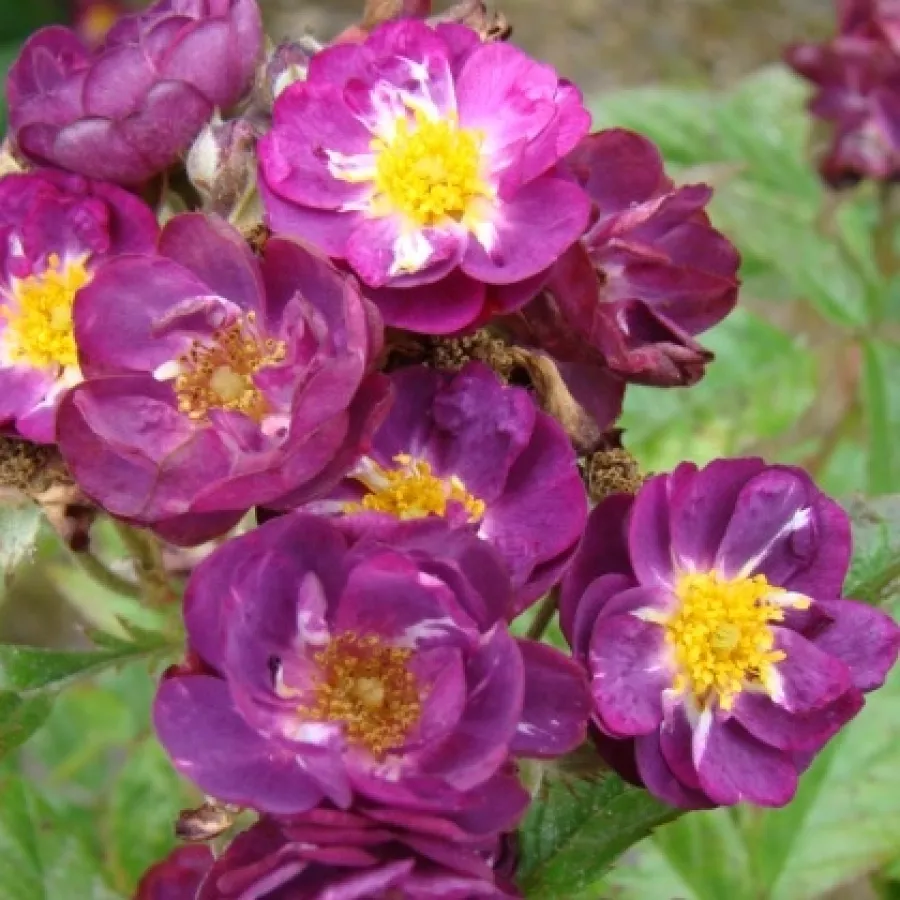 Róża parkowa - Róża - Violet Hood - sadzonki róż sklep internetowy - online