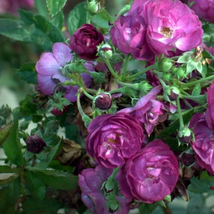 Płaski - Róża - Violet Hood - sadzonki róż sklep internetowy - online