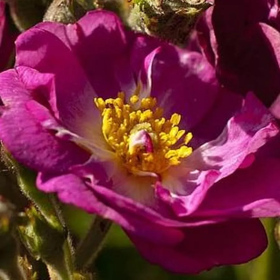 Lapos - Rózsa - Violet Hood - online rózsa vásárlás
