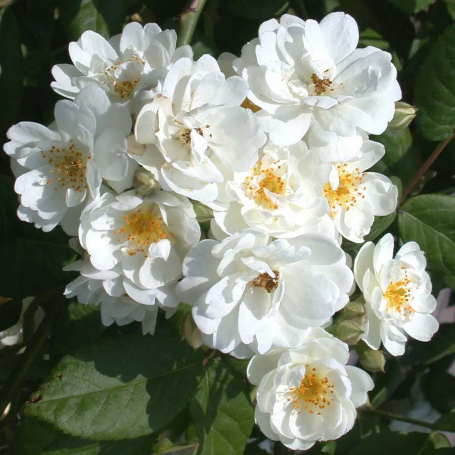 Weiß - Rosen - Waterloo - rosen online kaufen