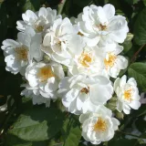 Fehér - parkrózsa - diszkrét illatú rózsa - -- - Rosa Waterloo - Online rózsa rendelés