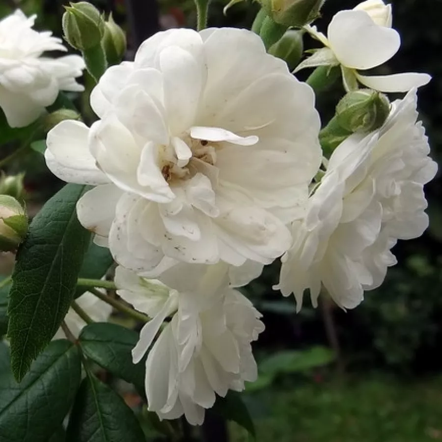 Parkovna vrtnica - Roza - Waterloo - vrtnice online