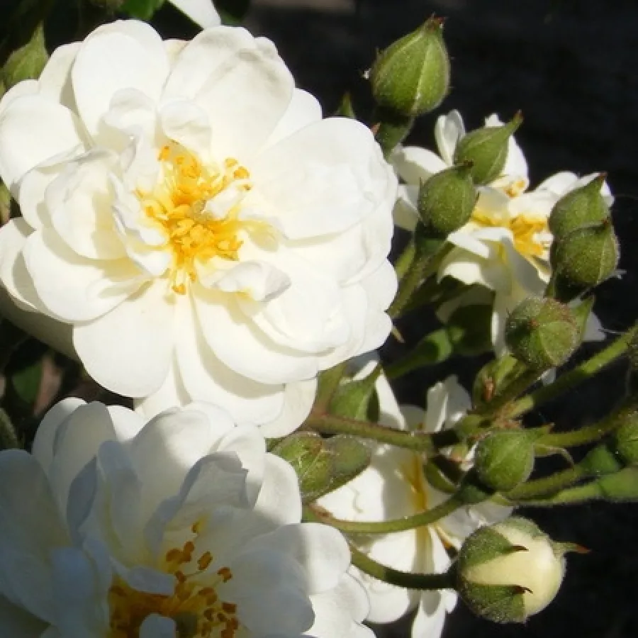 Fehér - Rózsa - Waterloo - online rózsa vásárlás