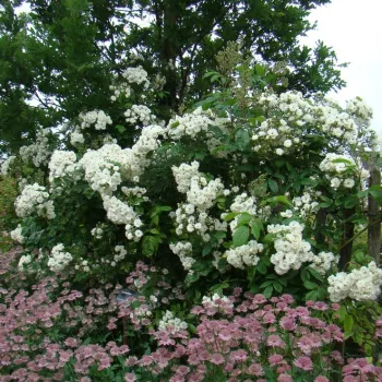 Fehér - parkrózsa - diszkrét illatú rózsa - -