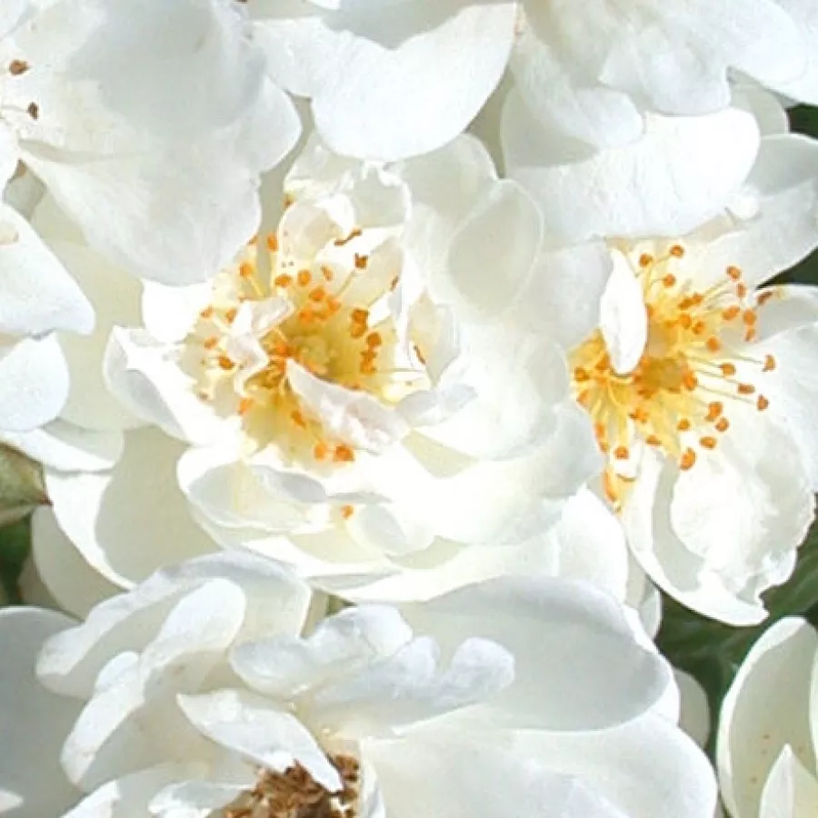 Csésze - Rózsa - Waterloo - online rózsa vásárlás