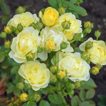 HAVOBOG – sárga virágágyi floribunda rózsa - Verschuren