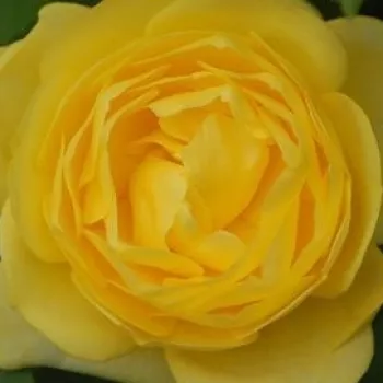 Rózsák webáruháza. - sárga - közepes erősségű, jól érezhető illatú rózsa - Havobog - virágágyi floribunda rózsa - (50-75 cm)