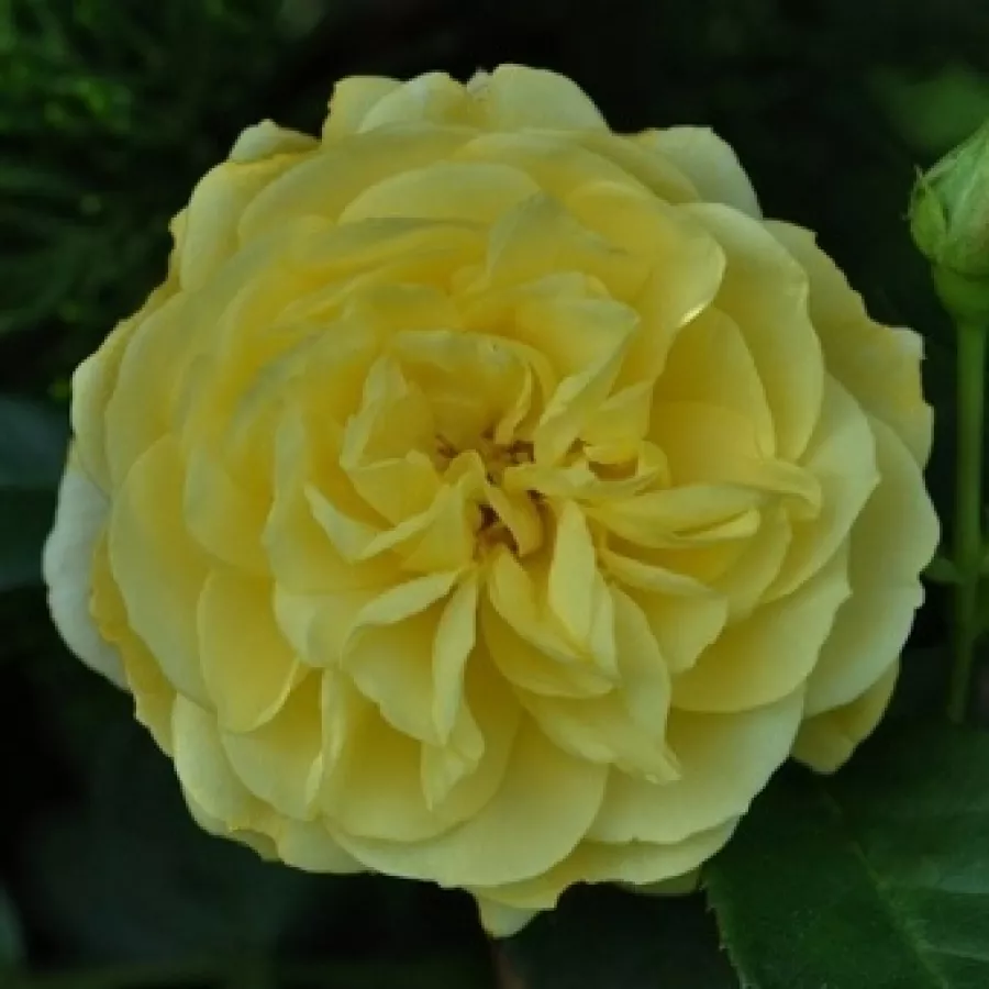 Virágágyi floribunda rózsa - Rózsa - Havobog - online rózsa vásárlás