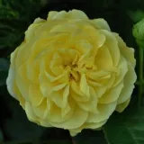 Ruža floribunda za gredice - - - - - sadnice ruža - proizvodnja i prodaja sadnica - Rosa Havobog - žuta