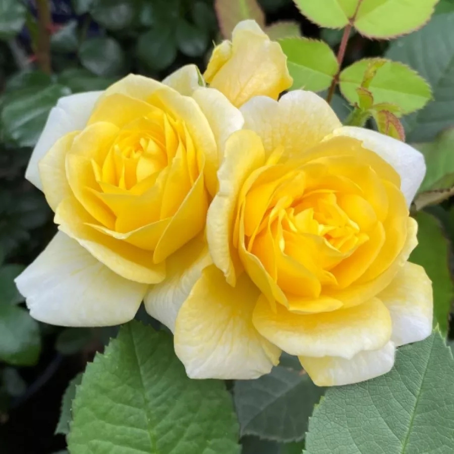 Róża rabatowa floribunda - Róża - Havobog - sadzonki róż sklep internetowy - online