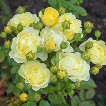 Rosa Havobog - sárga - virágágyi floribunda rózsa