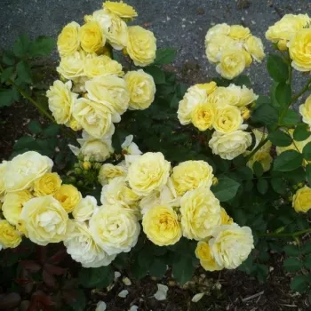 Rumena - vrtnica floribunda za cvetlično gredo - - - -