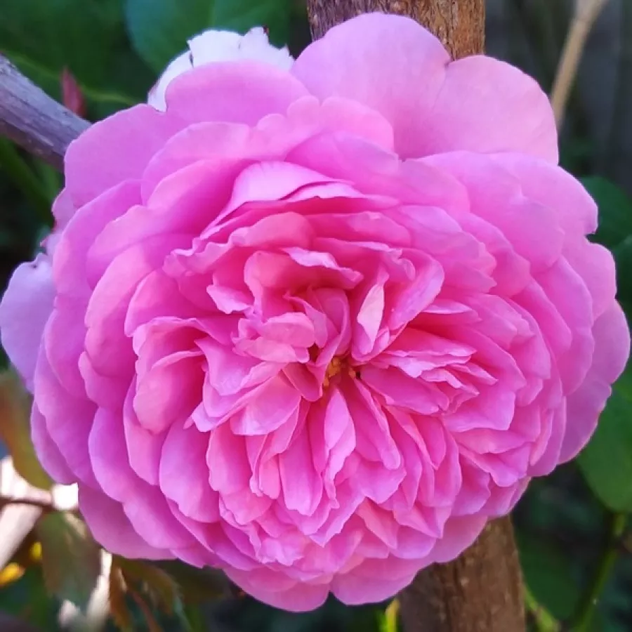 Róża o intensywnym zapachu - Róża - Elodie Gossuin - sadzonki róż sklep internetowy - online