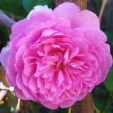 Roza - nostalgična vrtnica - intenziven vonj vrtnice - aroma vanilje - Rosa Elodie Gossuin - vrtnice - proizvodnja in spletna prodaja sadik