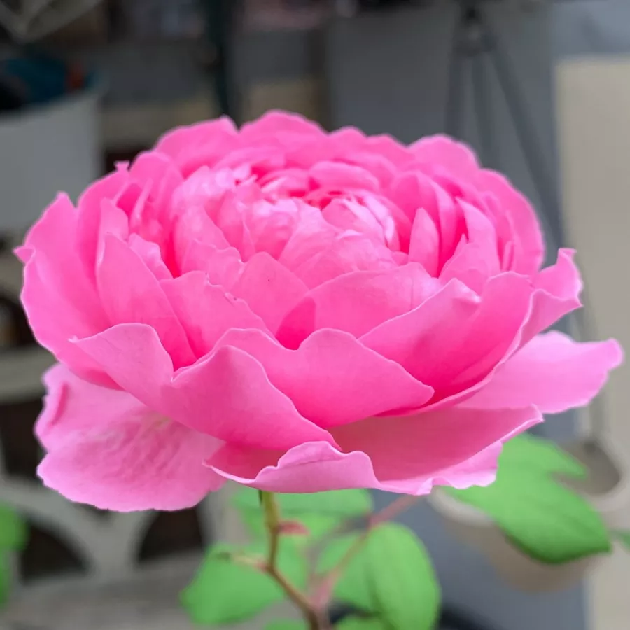 Nostalgična vrtnica - Roza - Elodie Gossuin - vrtnice - proizvodnja in spletna prodaja sadik
