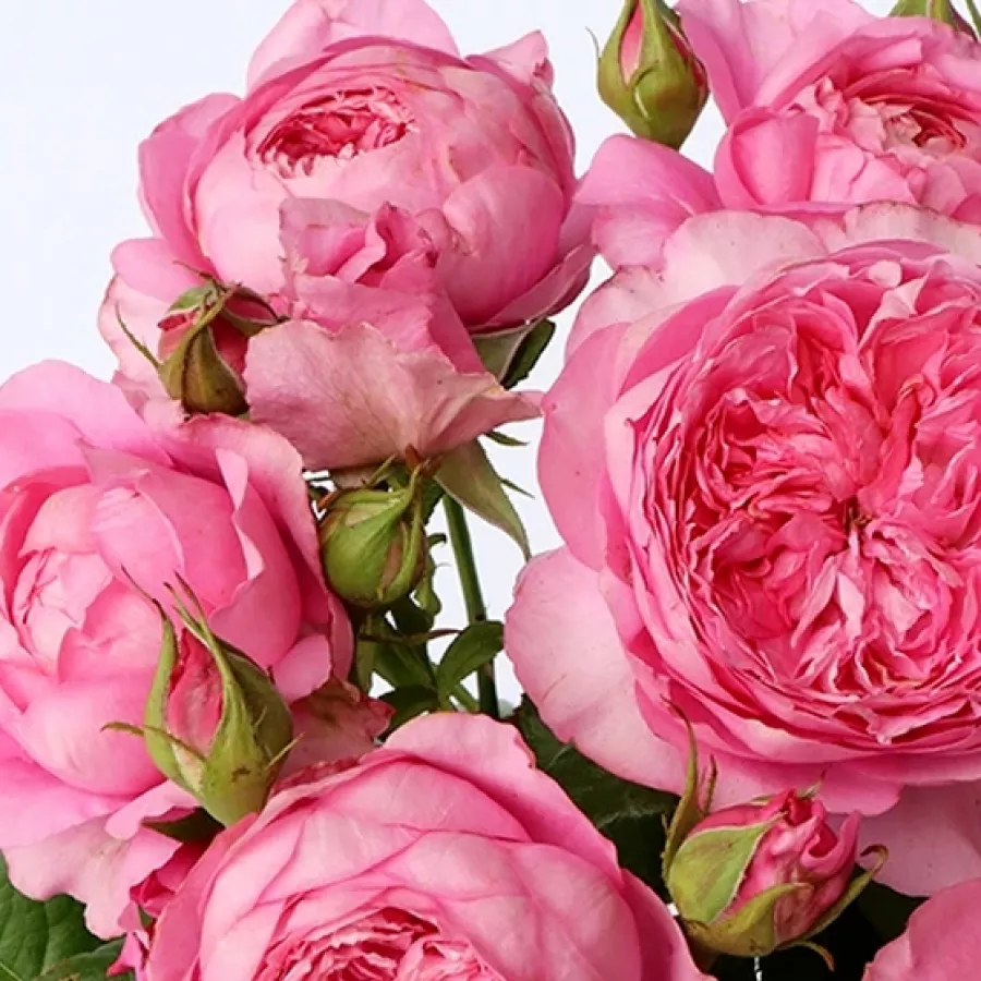 šaličast - Ruža - Elodie Gossuin - sadnice ruža - proizvodnja i prodaja sadnica