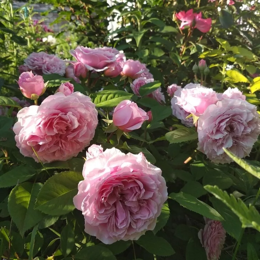 Bukietowe - Róża - Elodie Gossuin - sadzonki róż sklep internetowy - online