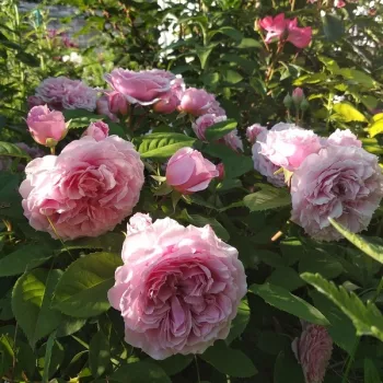 Różowy - róża nostalgiczna - róża o intensywnym zapachu - zapach waniliowy