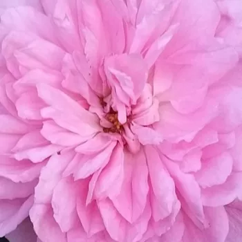 Krzewy róż sprzedam - nosztalgia rózsa - intenzív illatú rózsa - Elodie Gossuin - rózsaszín - (60-80 cm)