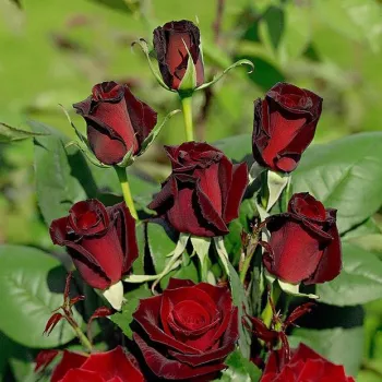 KORDIAM – orangerote Teehybride-Rose - Kordes