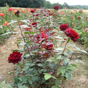 Lebhaft korallrote Blütenblätter mit einem leicht dunkleren Rand. - teehybride rose - duftlose rose - kein wahrnehmbarer duft