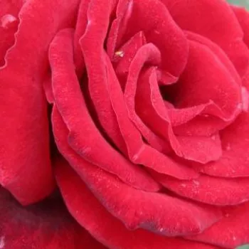Rosenbestellung online - orange-rot - duftlose rose - Kordiam - teehybride rose - (100-140 cm)