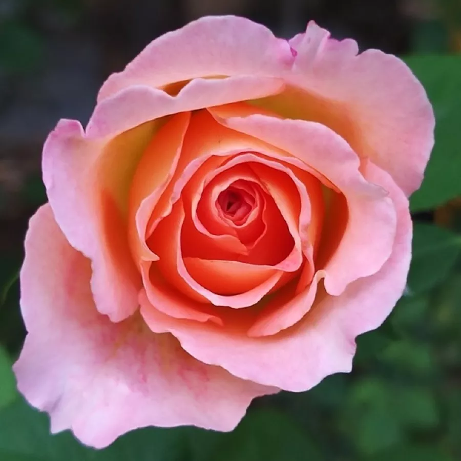 Róża o intensywnym zapachu - Róża - Fiona Gelin - sadzonki róż sklep internetowy - online