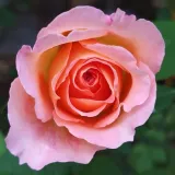 Rosa - rosales nostalgicos - rosa de fragancia intensa - miel - Rosa Fiona Gelin - comprar rosales online