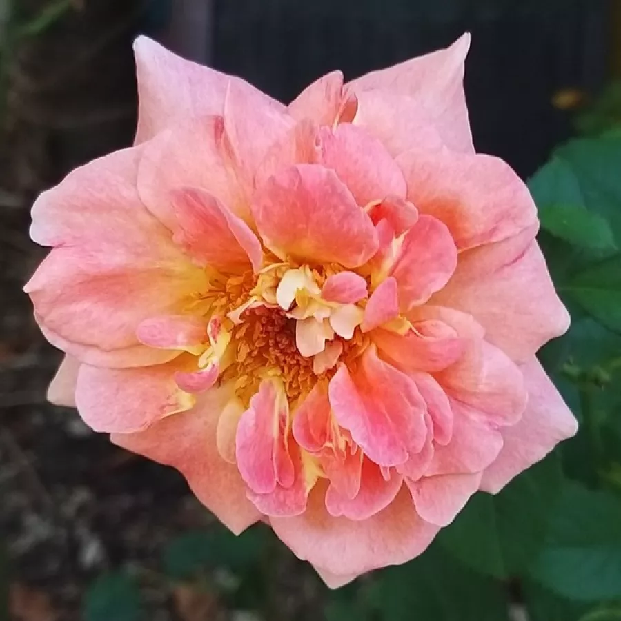 Róża nostalgiczna - Róża - Fiona Gelin - róże sklep internetowy