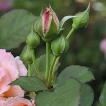 Rosa Fiona Gelin - różowy - róża nostalgiczna