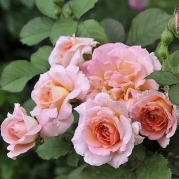 Różowy - pomarańowy odcień - róża nostalgiczna - róża o intensywnym zapachu - zapach miodu