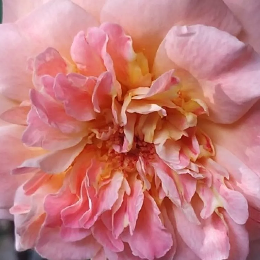 MASfigel - Roza - Fiona Gelin - vrtnice - proizvodnja in spletna prodaja sadik