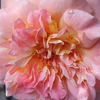 Online narudžba ruža - rózsaszín - nosztalgia rózsa - intenzív illatú rózsa - Fiona Gelin - (100-110 cm)